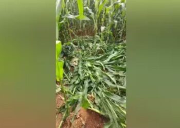 சுல்தான்பேட்டையில் காட்டுப்பன்றிகள் அட்டகாசத்தால் வாழ்வாதாரத்தை இழக்கும் விவசாயிகள்