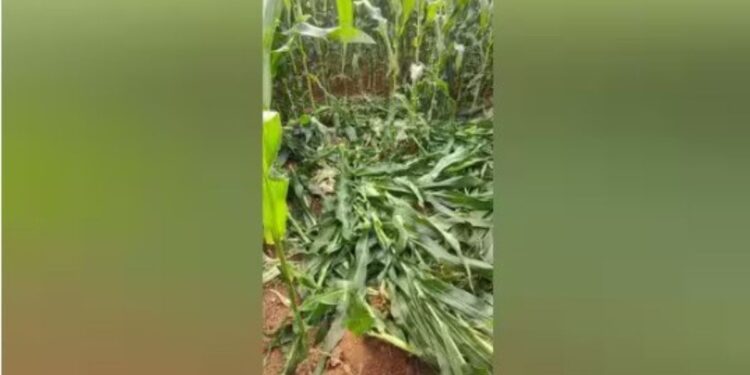 சுல்தான்பேட்டையில் காட்டுப்பன்றிகள் அட்டகாசத்தால் வாழ்வாதாரத்தை இழக்கும் விவசாயிகள்