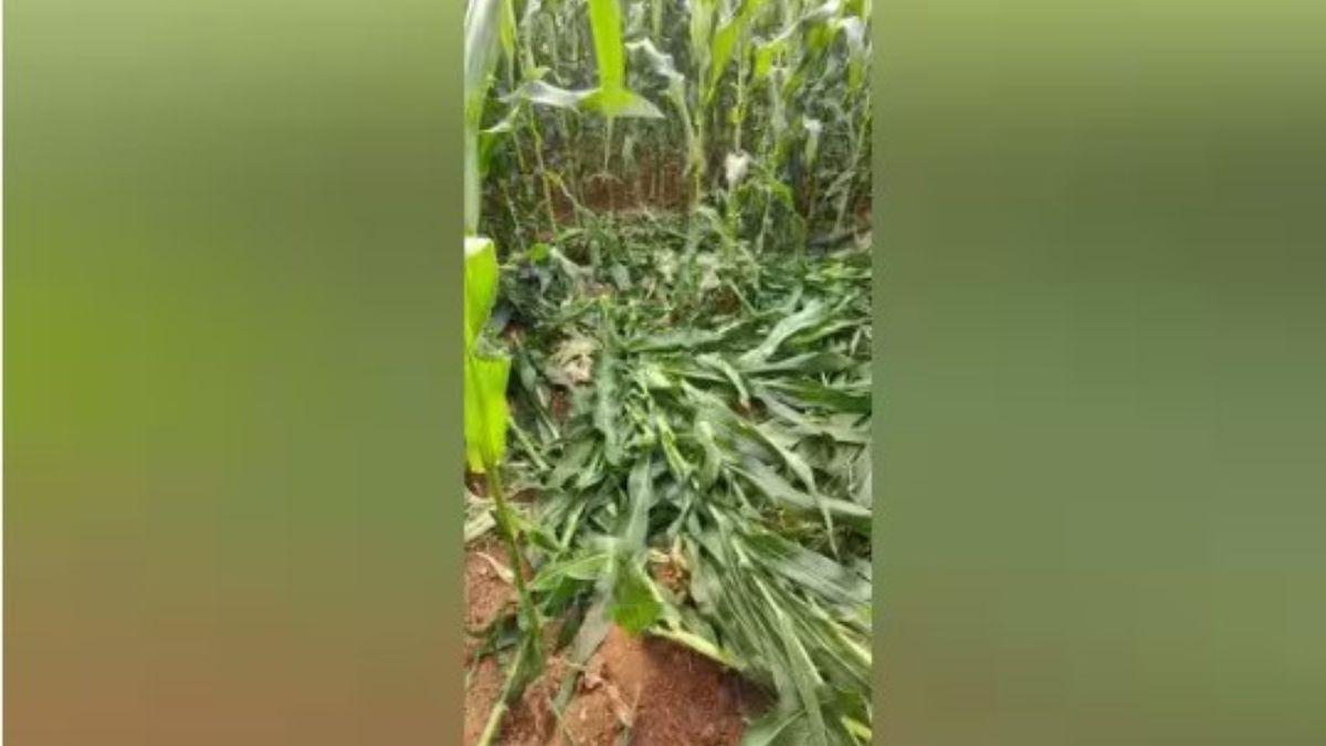 சுல்தான்பேட்டையில் காட்டுப்பன்றிகள் அட்டகாசத்தால் வாழ்வாதாரத்தை இழக்கும் விவசாயிகள்