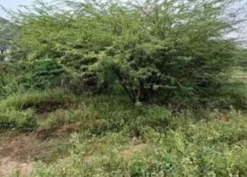 அய்யலூர் கல்மடை குளத்தைப் பாதுகாக்கக் கோரிக்கை நீர்நிலை ஆக்கிரமிப்புகளை அகற்ற விவசாயிகள் வலியுறுத்தல்