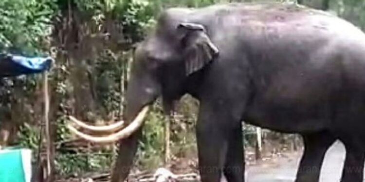 மூணாறில் ‘படையப்பா’ யானை அட்டகாசம் மளிகைக் கடையை 23-வது முறையாகத் தகர்த்து, கோயில் பழங்களையும் ருசித்தது!