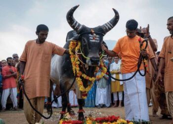 ஆதியோகி நிழலில் தமிழர் கலாச்சார சங்கமம்: ஈஷாவில் வெளிநாட்டவர்கள் சிலம்பம் சுழற்ற கோலாகலமாக நடந்த மாட்டுப்பொங்கல் விழா