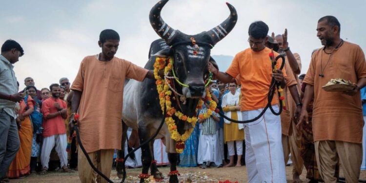 ஆதியோகி நிழலில் தமிழர் கலாச்சார சங்கமம்: ஈஷாவில் வெளிநாட்டவர்கள் சிலம்பம் சுழற்ற கோலாகலமாக நடந்த மாட்டுப்பொங்கல் விழா