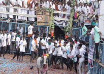 பழனி ஐகோர்ட் பத்திரகாளியம்மன் கோவில் ஜல்லிக்கட்டு: மாடுபிடி வீரர்கள் உற்சாகத்துடன் பங்கேற்பு.