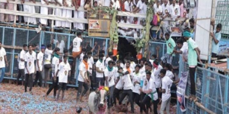 பழனி ஐகோர்ட் பத்திரகாளியம்மன் கோவில் ஜல்லிக்கட்டு: மாடுபிடி வீரர்கள் உற்சாகத்துடன் பங்கேற்பு.