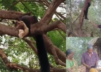 பொள்ளாச்சி தம்பதியின் நெகிழ்ச்சிப் பயணம் தேடி வரும் மலபார் அணிலுக்குத் தினமும் இளநீர் விருந்து