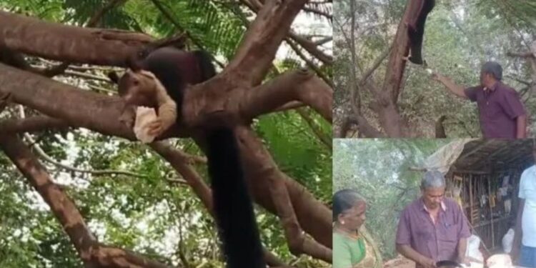 பொள்ளாச்சி தம்பதியின் நெகிழ்ச்சிப் பயணம் தேடி வரும் மலபார் அணிலுக்குத் தினமும் இளநீர் விருந்து