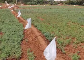 பன்னீர்மடை பகுதியில் காட்டுப்பன்றிகளின் அட்டகாசத்தை முறியடிக்க விவசாயிகள் நூதன முயற்சி