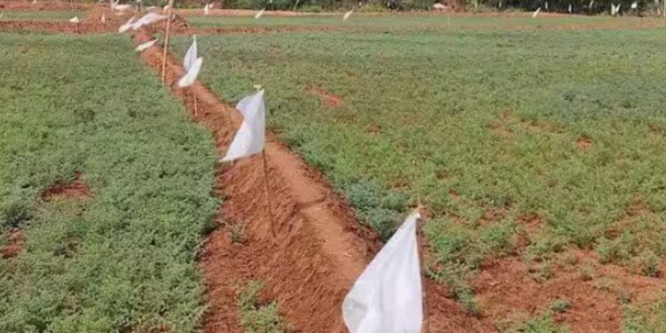 பன்னீர்மடை பகுதியில் காட்டுப்பன்றிகளின் அட்டகாசத்தை முறியடிக்க விவசாயிகள் நூதன முயற்சி