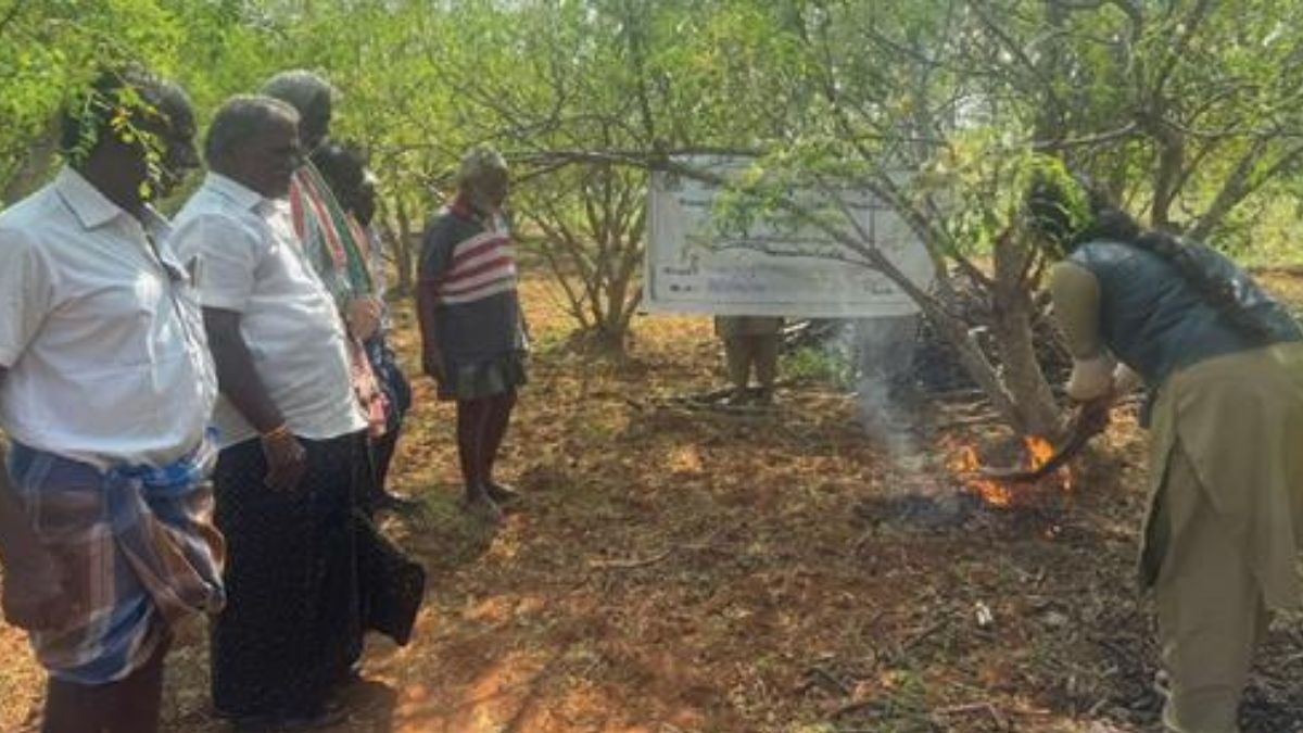 பூச்சிக்கொல்லிக்கு வைப்போம் முற்றுப்புள்ளி… முருங்கை விவசாயிகளுக்கு கை கொடுத்த தென்னை புகை வித்தை!