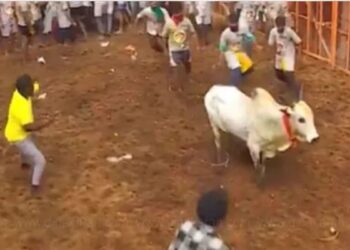 ஜல்லிக்கட்டு தனிநபர்கள் நடத்த அனுமதி மறுத்து சென்னை உயர் நீதிமன்ற மதுரை கிளை அதிரடி