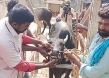 மதுரை ஜல்லிக்கட்டுப் போட்டி அவனியாபுரம் மற்றும் பாலமேட்டில் காளைகளுக்கு மருத்துவப் பரிசோதனை தீவிரம்