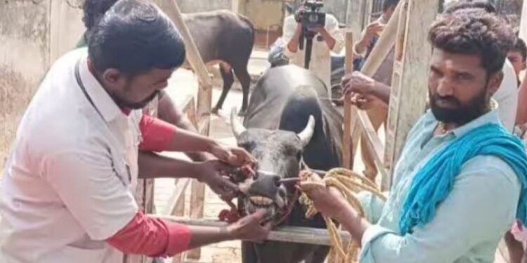 மதுரை ஜல்லிக்கட்டுப் போட்டி அவனியாபுரம் மற்றும் பாலமேட்டில் காளைகளுக்கு மருத்துவப் பரிசோதனை தீவிரம்
