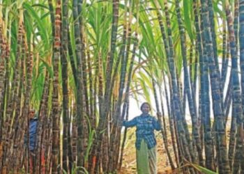 ஈரோட்டில் களைகட்டும் பொங்கல் கரும்பு விற்பனை வரத்து தொடங்கியதால் பொதுமக்கள் ஆர்வம்!