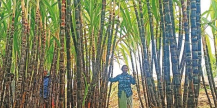 ஈரோட்டில் களைகட்டும் பொங்கல் கரும்பு விற்பனை வரத்து தொடங்கியதால் பொதுமக்கள் ஆர்வம்!