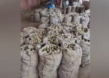 மேட்டுப்பாளையத்தில் இந்தூர் உருளைக்கிழங்கு விலை வீழ்ச்சி ஊட்டி கிழங்குக்கு மாலத்தீவில் விலை உயர்வு.