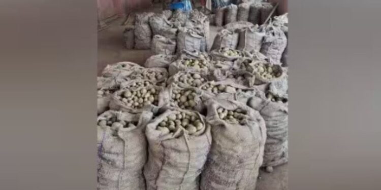 மேட்டுப்பாளையத்தில் இந்தூர் உருளைக்கிழங்கு விலை வீழ்ச்சி ஊட்டி கிழங்குக்கு மாலத்தீவில் விலை உயர்வு.