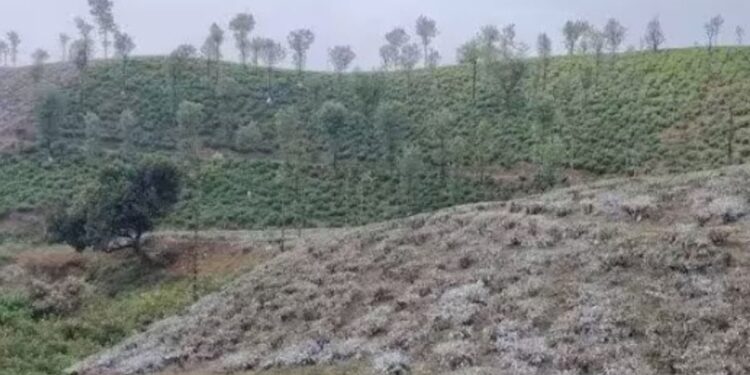 வால்பாறையில் தேயிலைச் செடிகளைப் புத்துயிரூட்டும் கவாத்து பணி தீவிரம்: உற்பத்தி அதிகரிக்கும் என்பதால் எஸ்டேட் நிர்வாகங்கள் மகிழ்ச்சி.