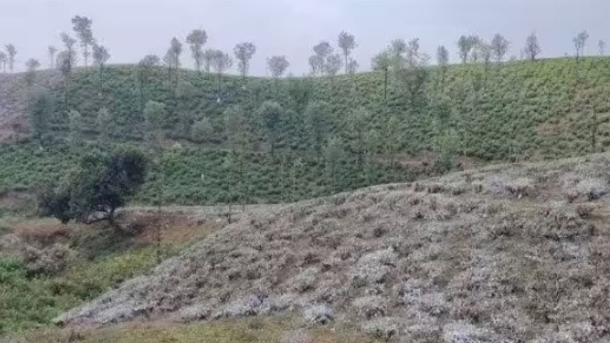 வால்பாறையில் தேயிலைச் செடிகளைப் புத்துயிரூட்டும் கவாத்து பணி தீவிரம்: உற்பத்தி அதிகரிக்கும் என்பதால் எஸ்டேட் நிர்வாகங்கள் மகிழ்ச்சி.