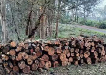 கொடைக்கானல் வனத்தில் வேலியே பயிரை மேய்ந்த அவலம் மரங்கள் கடத்தப்பட்ட விவகாரத்தில் 4 வனத்துறையினர் சஸ்பெண்ட்!