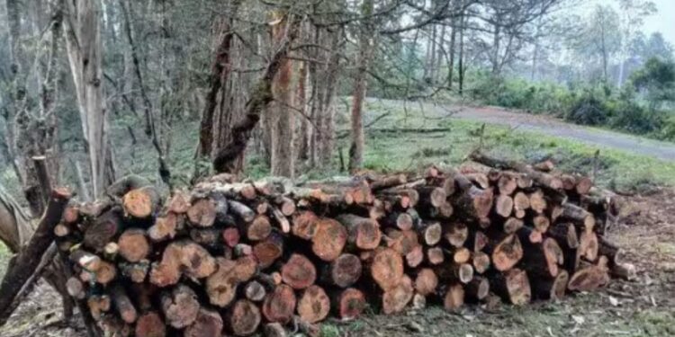 கொடைக்கானல் வனத்தில் வேலியே பயிரை மேய்ந்த அவலம் மரங்கள் கடத்தப்பட்ட விவகாரத்தில் 4 வனத்துறையினர் சஸ்பெண்ட்!