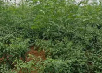 விலை வீழ்ச்சி மற்றும் வறட்சியைச் சமாளிக்கப் மிளகாய் பயிரில் அகத்தி கீரை ஊடுபயிர் சாகுபடி தீவிரம்