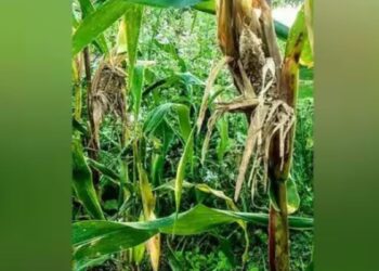 கன்னிவாடி விளைநிலங்களில் மயில்கள் அட்டகாசம் விவசாயிகள் வேதனை!