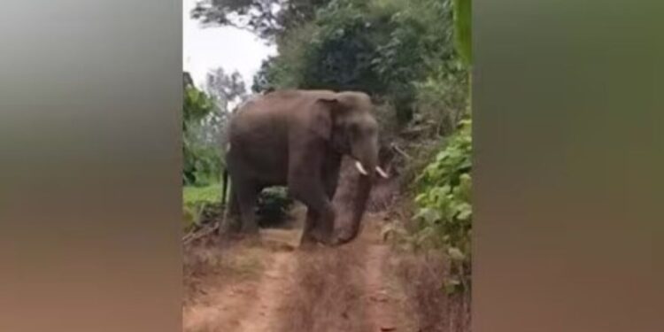 வால்பாறை குரங்குமுடி எஸ்டேட்டில் 2 மாதங்களாக முகாமிட்டுள்ள ஒற்றை யானை காட்டு யானையை இடமாற்றம் செய்யக் கோரிக்கை