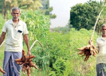 “லாபத்தை விட மண்வளமே முக்கியம்” இயற்கை முறையில் மரவள்ளி சாகுபடி செய்து அசத்தும் விவசாயி!