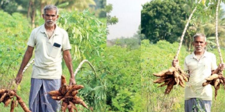 “லாபத்தை விட மண்வளமே முக்கியம்” இயற்கை முறையில் மரவள்ளி சாகுபடி செய்து அசத்தும் விவசாயி!