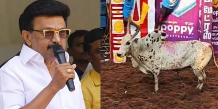 ஜல்லிக்கட்டு நாயகர்களுக்கு அரசு வேலை: மதுரையில் முதல்வர் மு.க.ஸ்டாலின் அதிரடி அறிவிப்பு