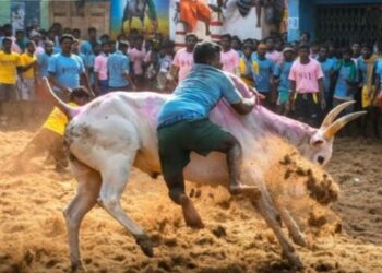 அவனியாபுரம், பாலமேடு, அலங்காநல்லூர்  ஜல்லிக்கட்டு  அரசே நடத்த உயர்நீதிமன்றம் அதிரடி உத்தரவு