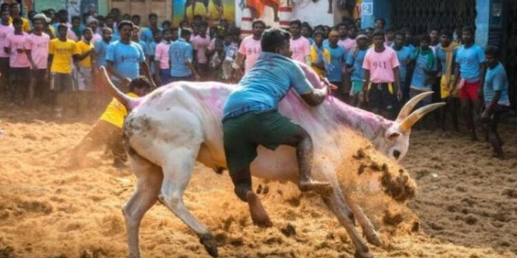 அவனியாபுரம், பாலமேடு, அலங்காநல்லூர் ஜல்லிக்கட்டு அரசே நடத்த உயர்நீதிமன்றம் அதிரடி உத்தரவு