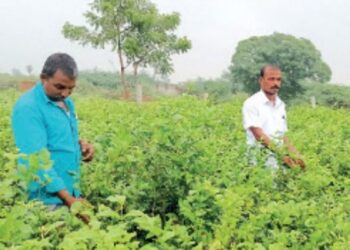 நெற்களஞ்சியத்தில் மணம் வீசும் மல்லிகை  வழக்கறிஞர் இயற்கை விவசாயத்தில் லாபம் ஈட்டும் இளைஞர்!