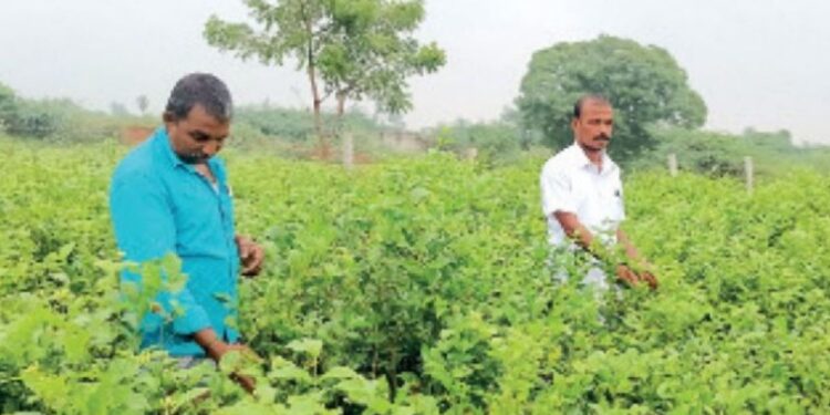 நெற்களஞ்சியத்தில் மணம் வீசும் மல்லிகை வழக்கறிஞர் இயற்கை விவசாயத்தில் லாபம் ஈட்டும் இளைஞர்!