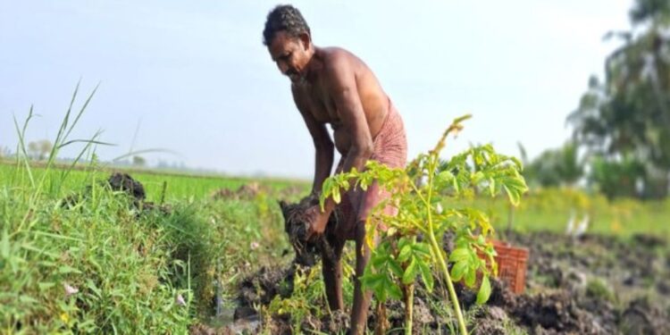 நெல்லை மஞ்சள் குலை, கரும்பு மற்றும் கிழங்கு அறுவடையில் விவசாயிகள் தீவிரம்