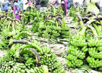 பரமத்தி வேலூரில் வாழைத்தார்கள் விலை அதிரடி உயர்வு வரத்து குறைவால் சந்தையில் கடும் போட்டி