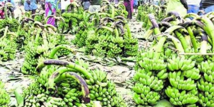 பரமத்தி வேலூரில் வாழைத்தார்கள் விலை அதிரடி உயர்வு வரத்து குறைவால் சந்தையில் கடும் போட்டி