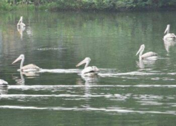 முல்லைப் பெரியாற்றில் அடித்துச் செல்லப்பட்ட தம்பதி மனைவியின் உடல் மீட்பு