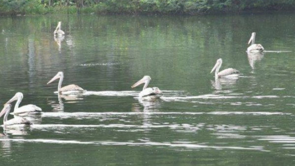 முல்லைப் பெரியாற்றில் அடித்துச் செல்லப்பட்ட தம்பதி மனைவியின் உடல் மீட்பு