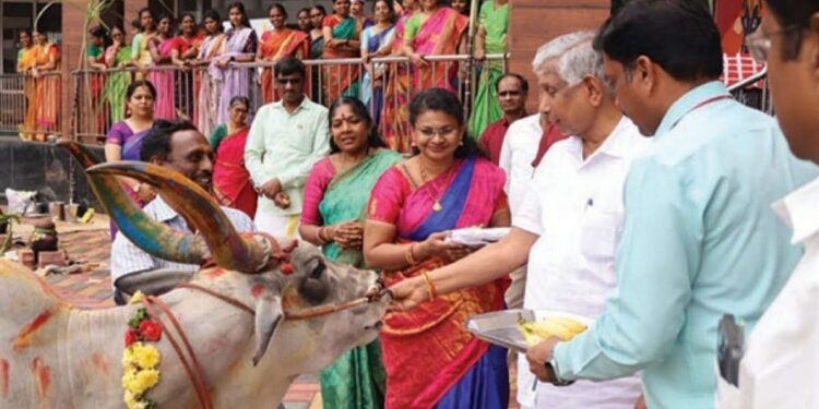 கால்நடைகளுக்குக் கைத்தறி ஆடை அணிவித்து கௌரவம்: நடிகர் கே.ஜி.பாண்டியன் பொங்கல் கொண்டாட்டம்