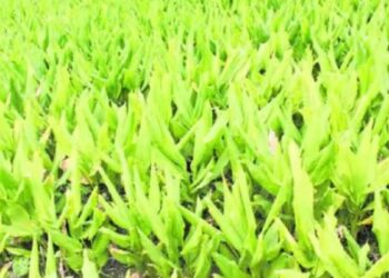 பொங்கல் திருநாளை எதிர்நோக்கி எருமப்பட்டியில் மஞ்சள் அறுவடை தீவிரம்