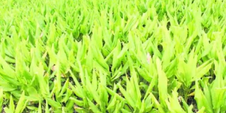 பொங்கல் திருநாளை எதிர்நோக்கி எருமப்பட்டியில் மஞ்சள் அறுவடை தீவிரம்