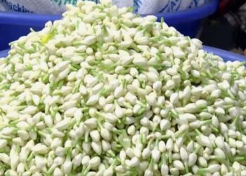 மதுரையில் மல்லிகை கிலோ ரூ.6,000: பனிப்பொழிவால் விளைச்சல் பாதித்து பூக்கள் விலை அதிரடி உயர்வு