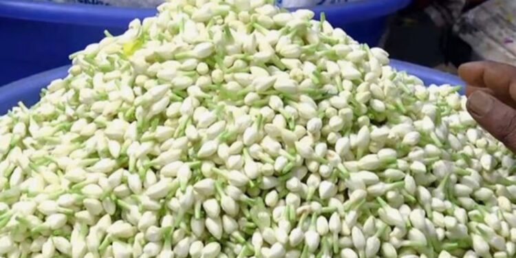 மதுரையில் மல்லிகை கிலோ ரூ.6,000: பனிப்பொழிவால் விளைச்சல் பாதித்து பூக்கள் விலை அதிரடி உயர்வு