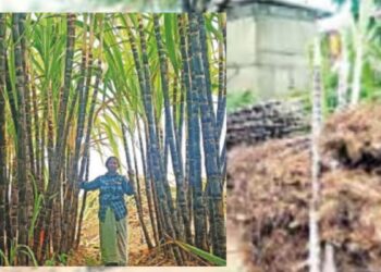 பொங்கல் பரிசு கரும்பு  இடைப்பாடியில் 8 மாவட்ட அதிகாரிகள் அதிரடி ஆய்வு – விவசாயிகளின் வங்கி கணக்கில் நேரடியாகப் பணம்!