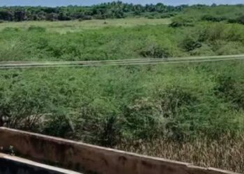 வைகை ஆற்றை விழுங்கும் சீமைக்கருவேல மரங்கள் கால்வாய்கள் தூர்ந்து போனதால் பாசன நீர் இன்றி கருகும் பயிர்கள்