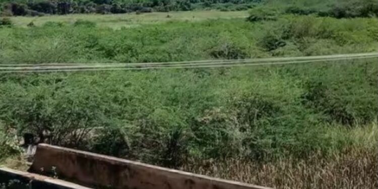 வைகை ஆற்றை விழுங்கும் சீமைக்கருவேல மரங்கள் கால்வாய்கள் தூர்ந்து போனதால் பாசன நீர் இன்றி கருகும் பயிர்கள்