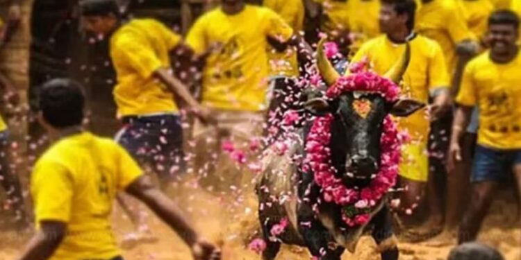 மதுரை ஜல்லிக்கட்டுக்கு ஆன்லைன் மூலம் 12,000 காளைகளும் 5,000 வீரர்களும் அதிரடி முன்பதிவு!