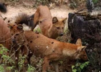 சிறுத்தையைச் சுற்றி வளைத்து 3 மணி நேரம் சிறைபிடித்த செந்நாய்கள்  பட்டாசு வெடித்து மீட்ட வனத்துறையினர்